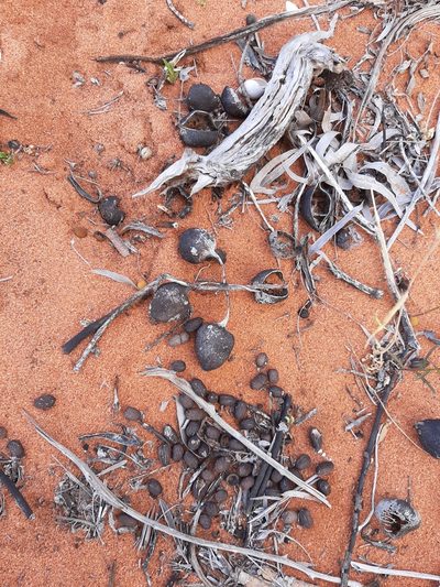 Brachychiton gregorii, photographed by T. Hammer