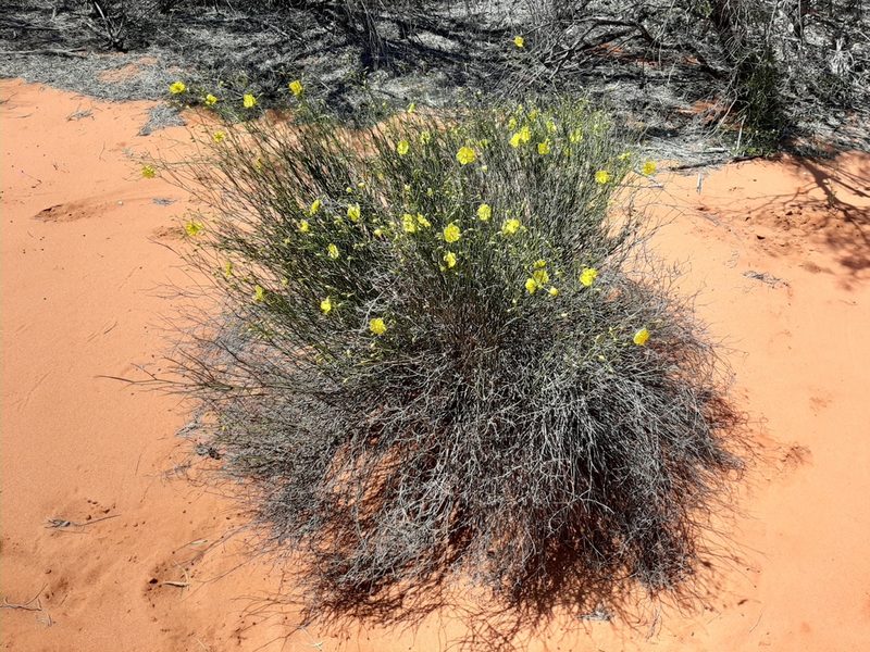 Hibbertia conspicua, photographed by T. Hammer