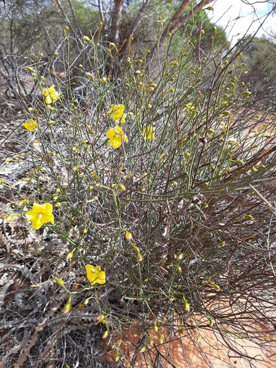 Hibbertia conspicua, photographed by T. Hammer