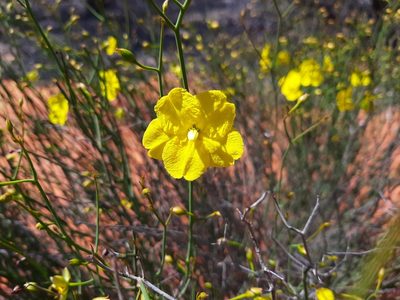 Hibbertia conspicua, photographed by T. Hammer