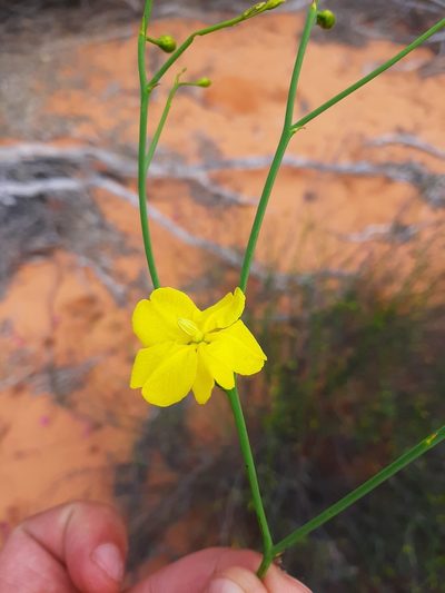 Hibbertia conspicua, photographed by T. Hammer