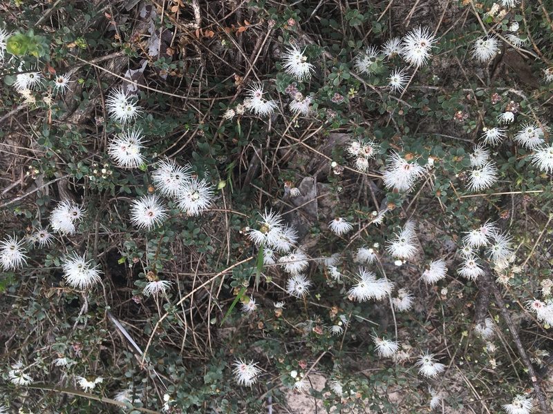 Kunzea pomifera, photographed by Paul Coddington