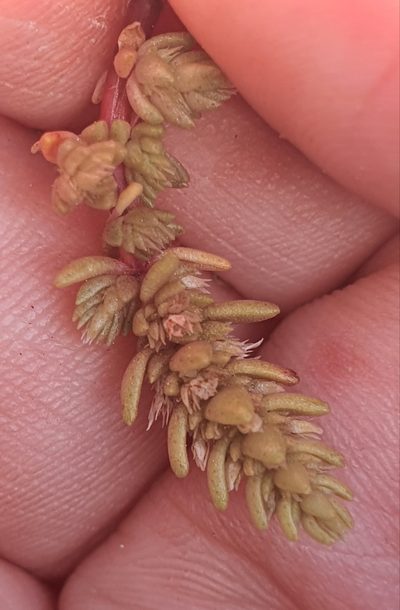 Crassula colligata, photographed by Katie Jenkins