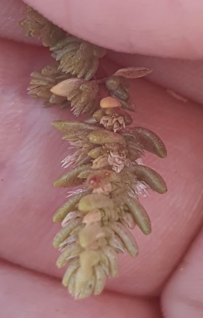 Crassula colligata, photographed by Katie Jenkins