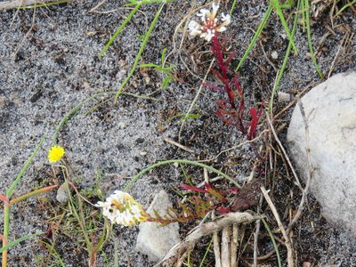 Hebenstretia repens, photographed by Jeremy Gilmore