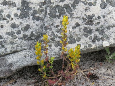 Manulea cheiranthus, photographed by Jeremy Gilmore