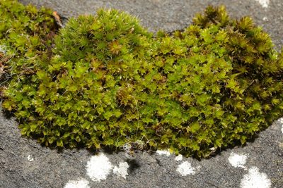 Syntrichia montana, photographed by Stephen James McWilliam