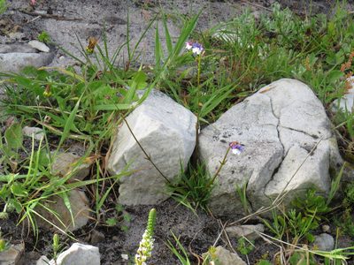 Nemesia affinis, photographed by Jeremy Gilmore