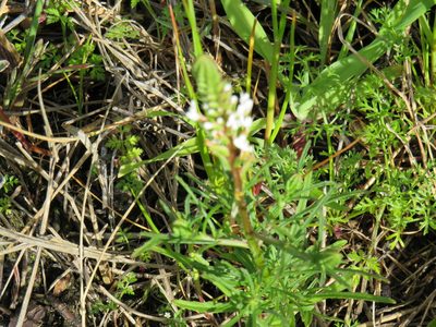 Hebenstretia repens, photographed by Jeremy Gilmore