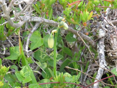 Albuca cooperi, photographed by Jeremy Gilmore