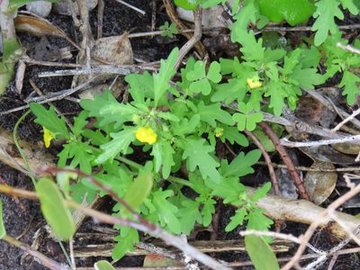 Hemimeris racemosa, photographed by Jeremy Gilmore