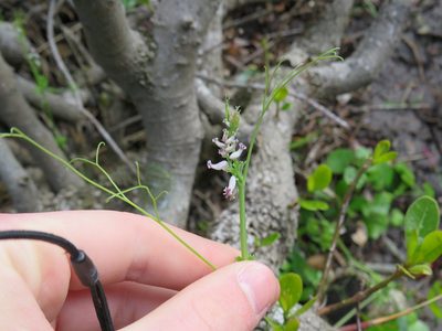 Cysticapnos cracca, photographed by Jeremy Gilmore
