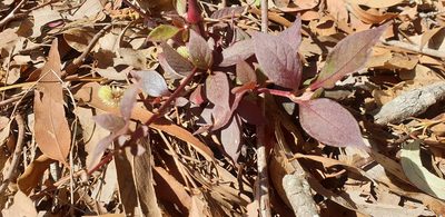 Alternanthera brasiliana, photographed by Dragonette