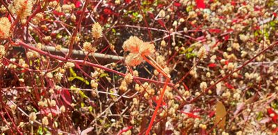 Alternanthera brasiliana, photographed by Dragonette