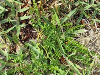 Lepidium capense, photographed by Jeremy Gilmore