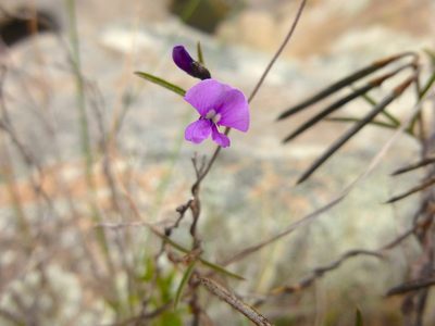 Glycine rubiginosa, photographed by Kiri Bee