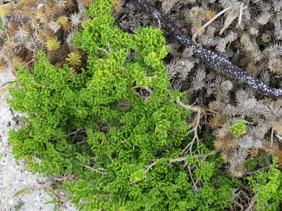 Roepera spinosa, photographed by Jeremy Gilmore