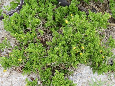 Roepera spinosa, photographed by Jeremy Gilmore