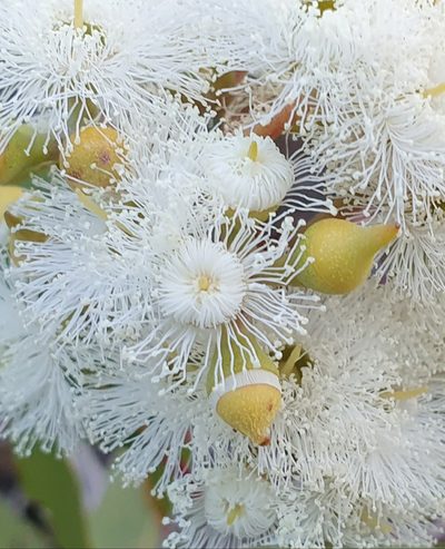 Eucalyptus umbra, photographed by ronavery