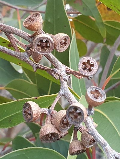 Eucalyptus umbra, photographed by ronavery