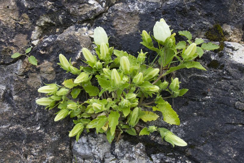 Campanula pendula, photographed by Kristof Zyskowski