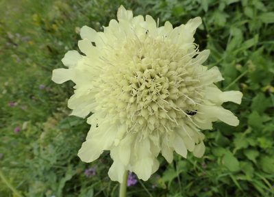 Cephalaria gigantea, photographed by Kristof Zyskowski