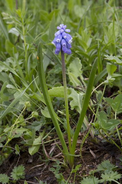 Muscari coeruleum, photographed by Kristof Zyskowski
