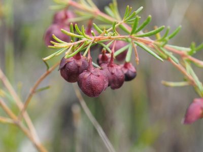 Boronia megastigma, photographed by Brett Coulstock