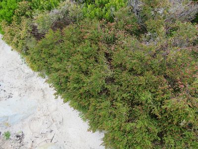 Passerina paleacea, photographed by Jeremy Gilmore
