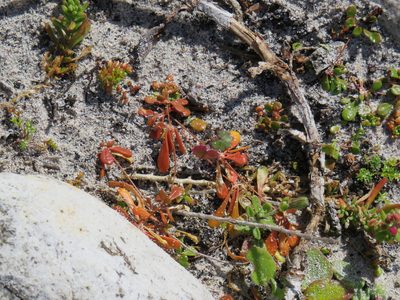 Pharnaceum cordifolium, photographed by Jeremy Gilmore
