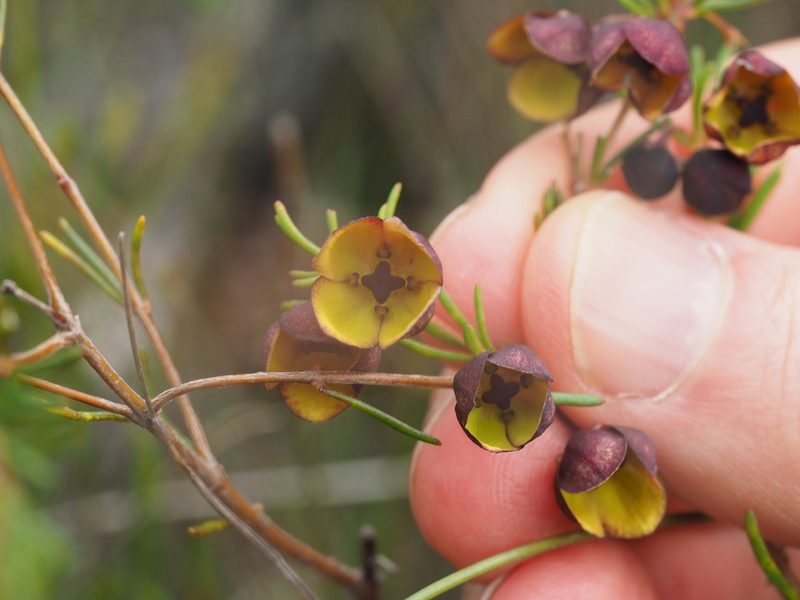 Boronia megastigma, photographed by Brett Coulstock