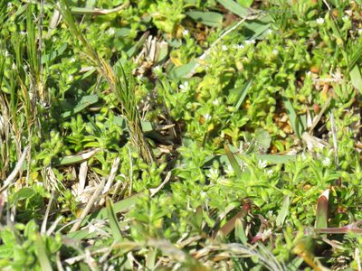 Cerastium capense, photographed by Jeremy Gilmore