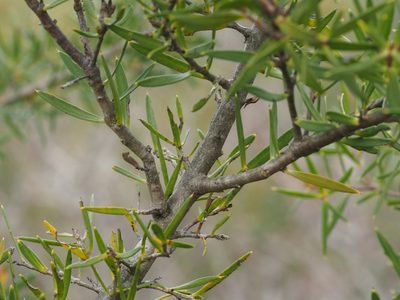 Hakea linearis, photographed by Brett Coulstock