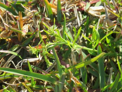 Lepidium capense, photographed by Jeremy Gilmore