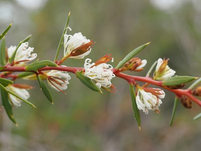Hakea linearis, photographed by Brett Coulstock
