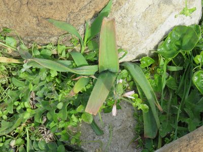Trachyandra ciliata, photographed by Jeremy Gilmore
