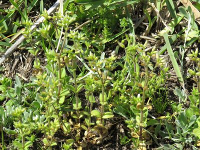 Cerastium capense, photographed by Jeremy Gilmore