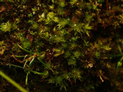 Rosulabryum moravicum, photographed by Alexis Tinker-Tsavalas