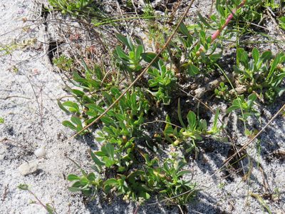 Othonna arborescens, photographed by Jeremy Gilmore