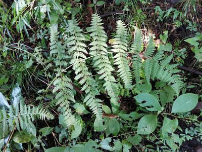 Macrothelypteris viridifrons, photographed by harum.koh