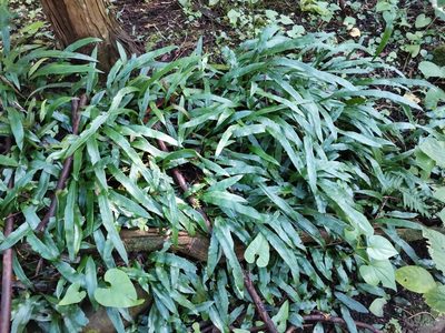 Deparia lancea, photographed by harum.koh