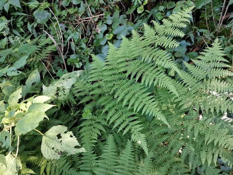 Macrothelypteris viridifrons, photographed by harum.koh