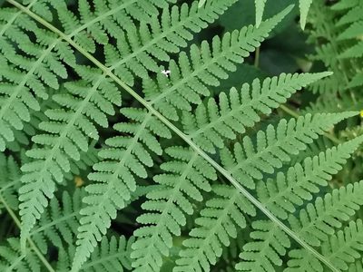 Macrothelypteris viridifrons, photographed by harum.koh