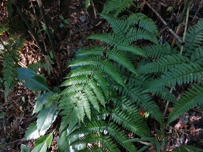 Dryopteris nipponensis, photographed by harum.koh