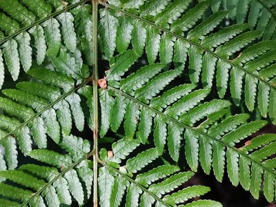 Dryopteris nipponensis, photographed by harum.koh