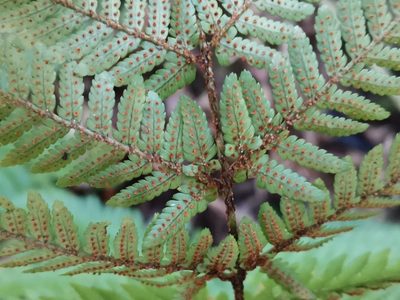 Dryopteris nipponensis, photographed by harum.koh