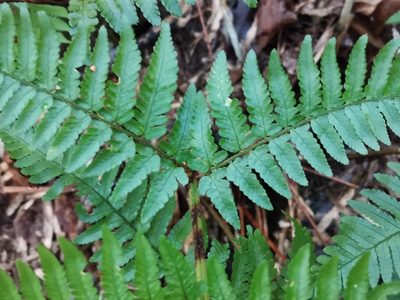 Dryopteris nipponensis, photographed by harum.koh