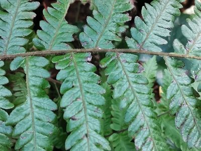 Leptogramma mollissima, photographed by harum.koh