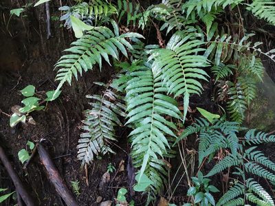 Plagiogyria japonica, photographed by harum.koh
