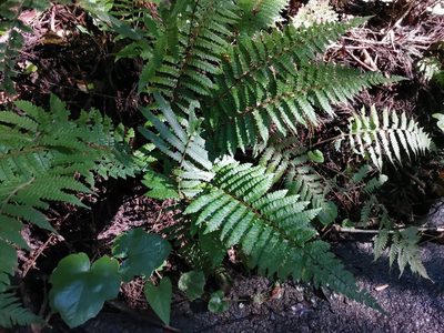 Polystichum polyblepharon, photographed by harum.koh